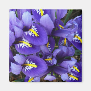Imán Floral de primavera de irlandeses azules en miniat
