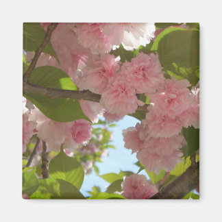 Imán Floral de primavera del árbol de cerezo III con do