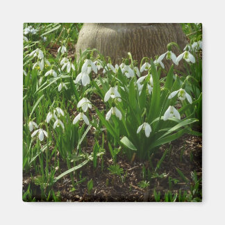 Imán Floral de primavera (Galanthus)