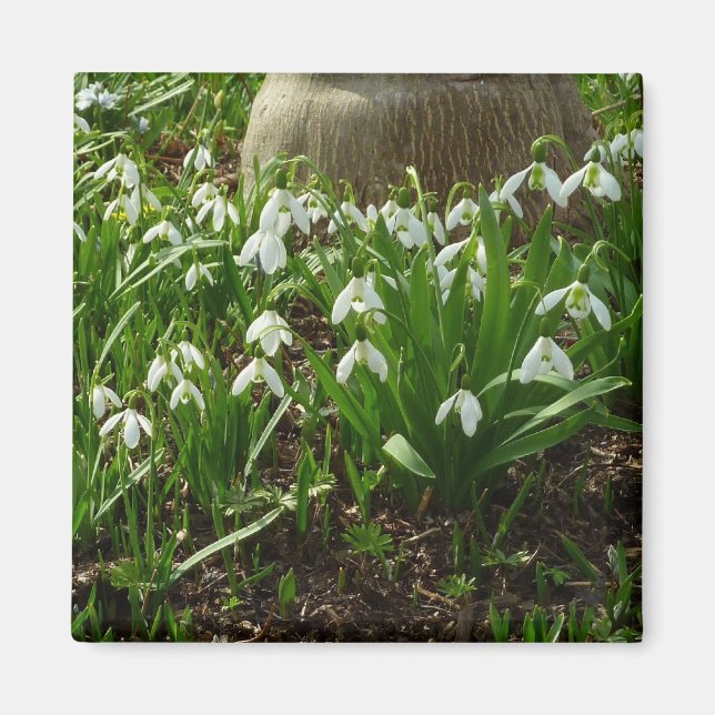 Imán Floral de primavera (Galanthus) (Frente)