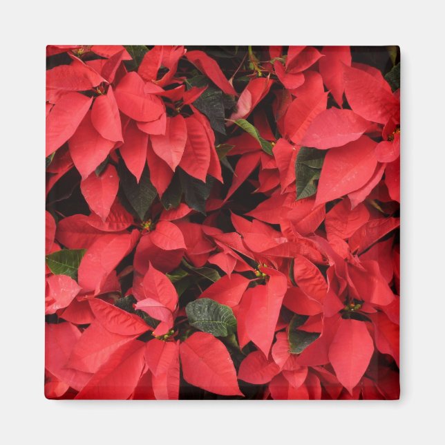 Imán Floral navideña de Navidades de la Poinsettias Roj (Frente)