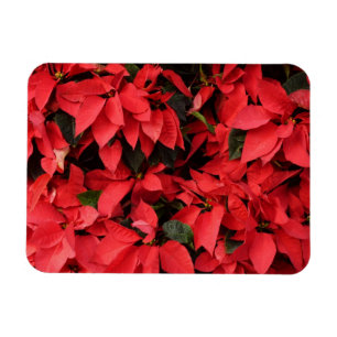 Imán Floral navideña de Navidades de la Poinsettias Roj
