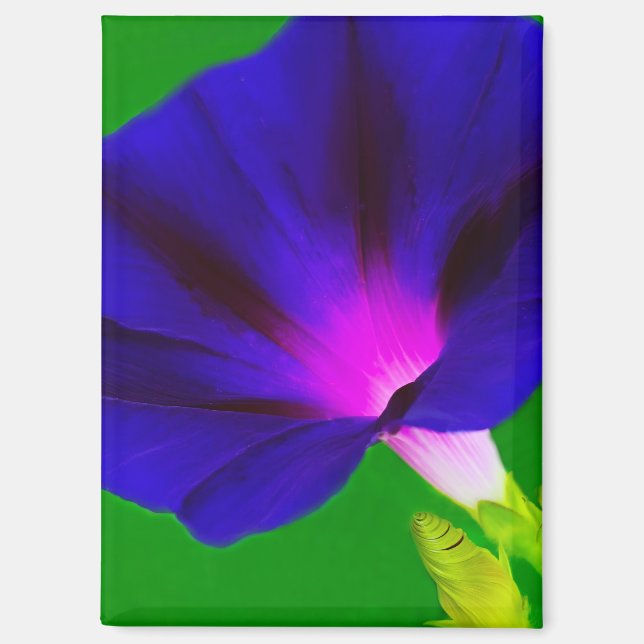 Imán Floral Rosa-Púrpura Ardiente  (Anverso)
