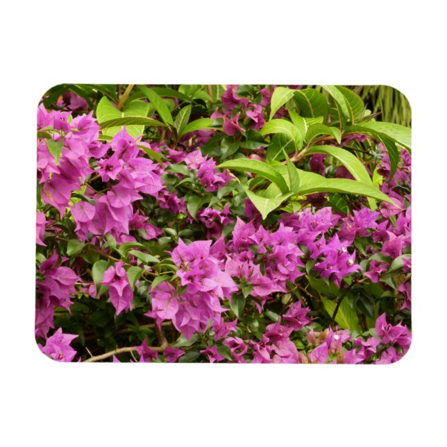 Imán Floral Tropical Morada Bougainvillea