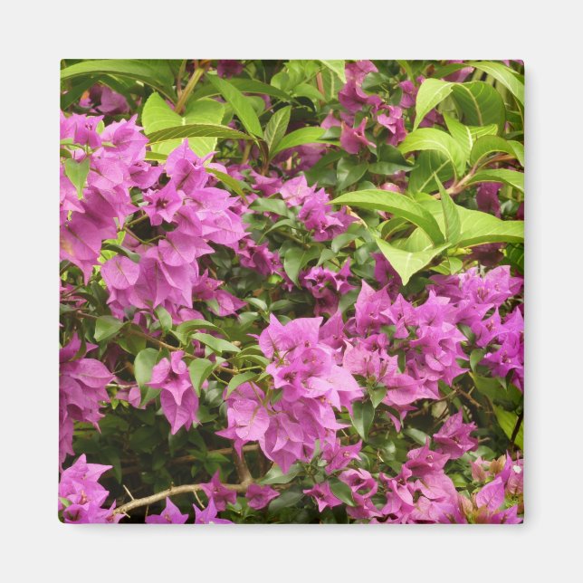 Imán Floral Tropical Morada Bougainvillea (Frente)