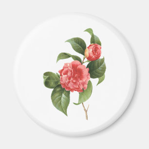 Imán Floral Vintage, Flores de Camelia Rosa por Redoute