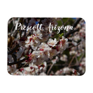 Imán Florecimiento de flores de cerezo en Prescott, Ari