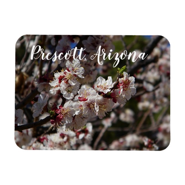 Imán Florecimiento de flores de cerezo en Prescott, Ari (Horizontal)