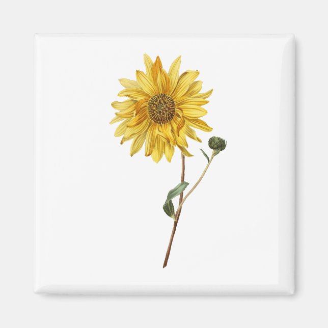 Imán Florecimiento de la planta de flores de girasol (Frente)