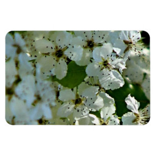 Imán Florecimiento de las flores del oído