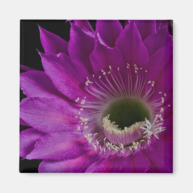 Imán Florecimiento de Maria Piazza (Frente)