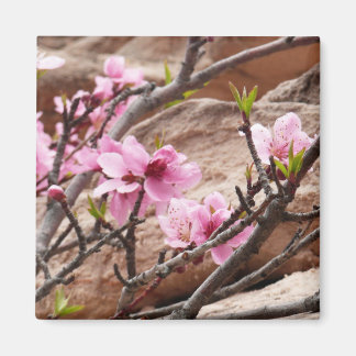Imán Florecimiento de primavera en las rocas del Zion