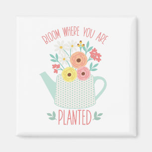 Imán Florencia donde se plantó