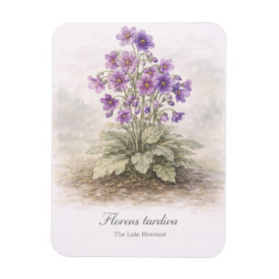 Imán Florens tardiva El florecimiento tardío botánico