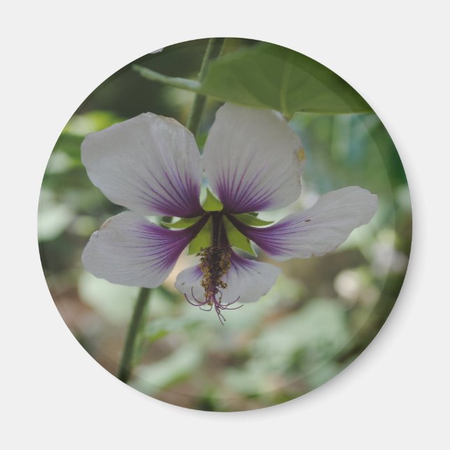 Imán Flores (Frente)