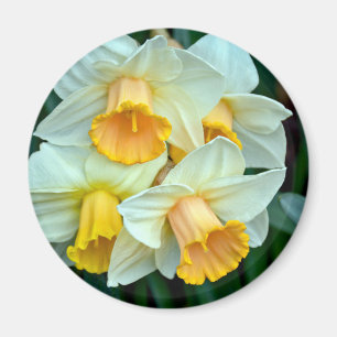Imán Flores adaffodiales amarillas