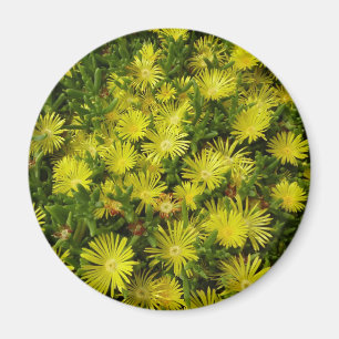 Imán Flores amarillas de la planta de hielo de oro