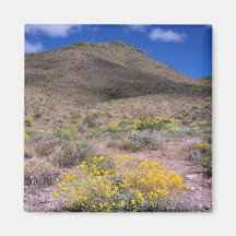 Flores Amarillas en Death Valley