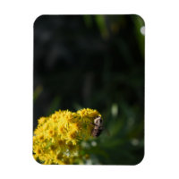 Flores amarillas fotografía de la naturaleza de Be