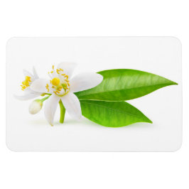 Imán Flores arbóreas naranjas