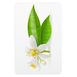 Imán Flores arbóreas naranjas
