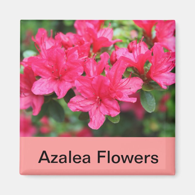 Imán flores azaleas rosas (Frente)