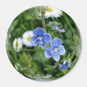 Imán flores azules minúsculas