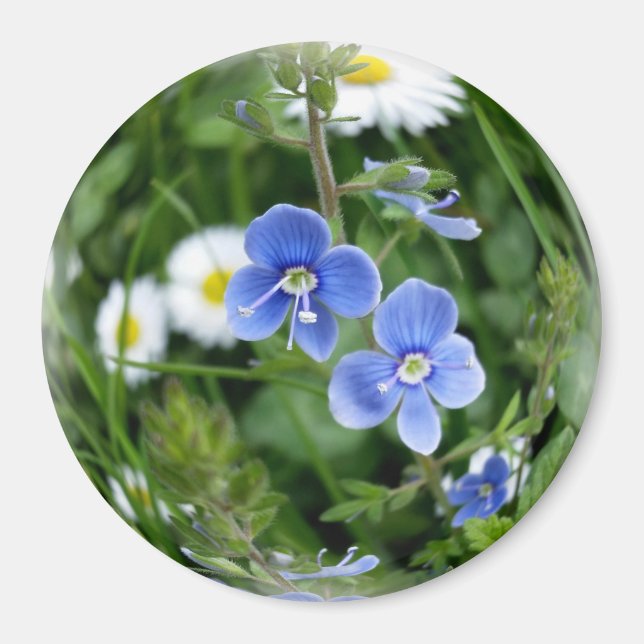 Imán flores azules minúsculas (Frente)