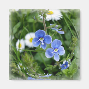 Imán flores azules minúsculas