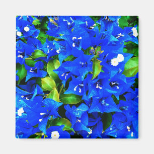 Imán Flores azules vibrantes del Bougainvillea