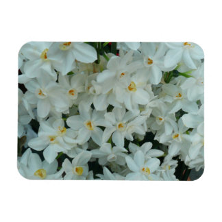 Imán Flores blancas de arcissus paperblancas