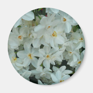 Imán Flores blancas de arcissus paperblancas