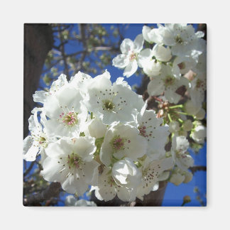 Imán Flores blancas en el árbol perverso ornamental