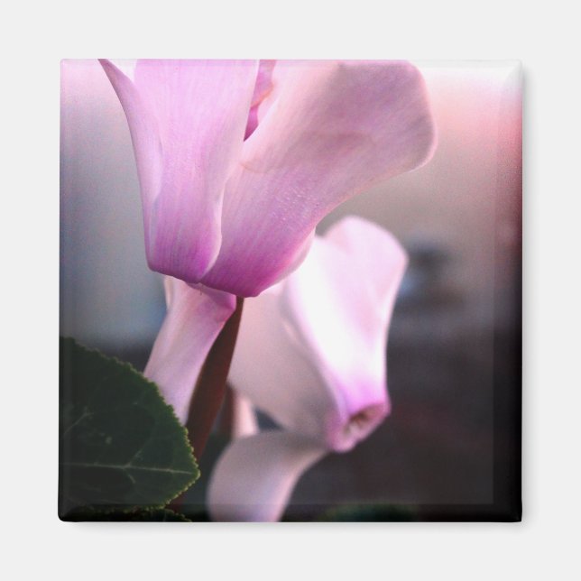 Imán Flores blancas rosadas Photo Square Magnet (Frente)