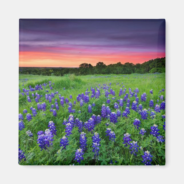Imán Flores | Bluebonnets en Sunset Texas (Frente)