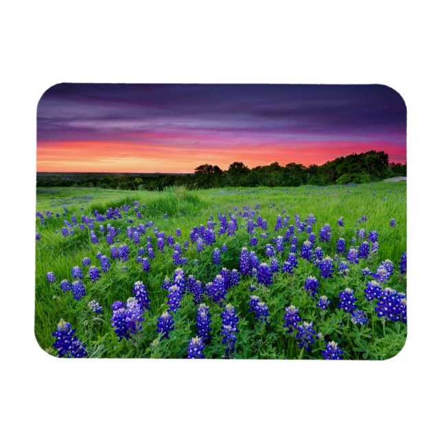 Imán Flores | Bluebonnets en Sunset Texas (Horizontal)