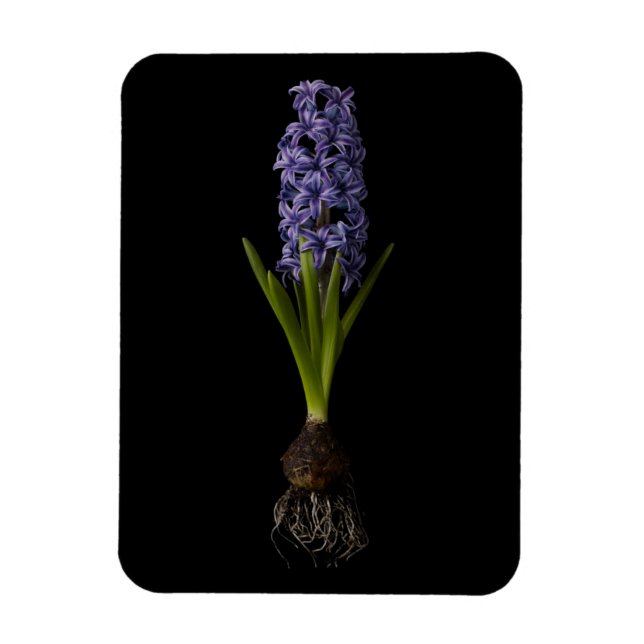 Imán Flores | Bombilla morada de jacinto (Vertical)