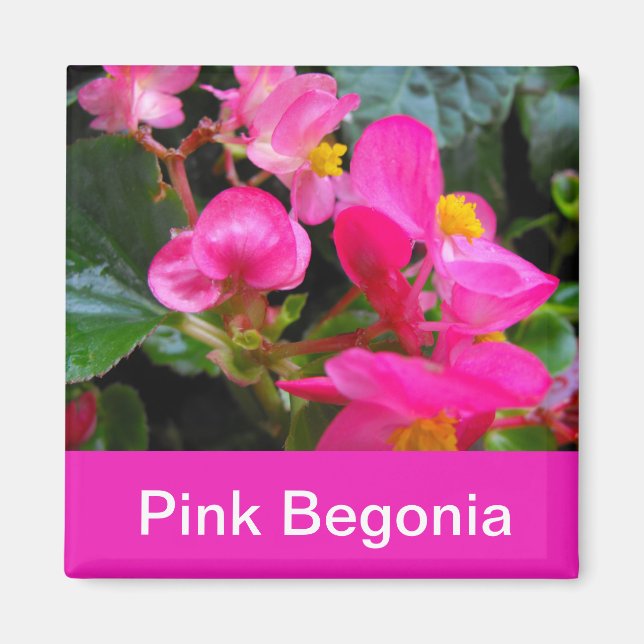 Imán flores bonitas de begonia rosa (Frente)