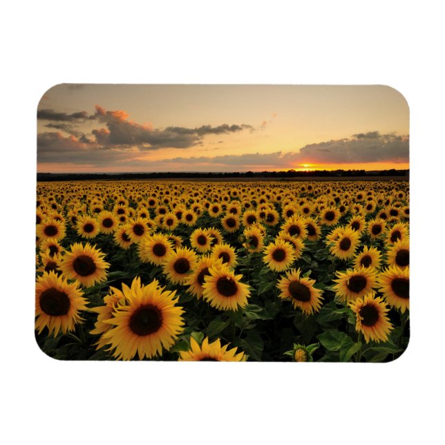 Imán Flores | Campo de girasol (Horizontal)