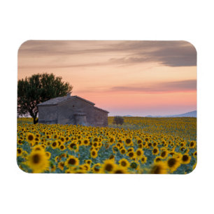 Imán Flores Campo de girasol Provenza, Francia