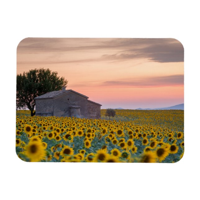 Imán Flores | Campo de girasol Provenza, Francia (Horizontal)
