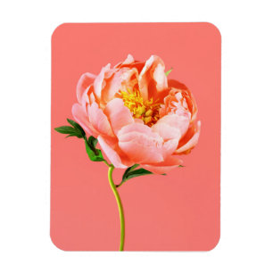 Imán Flores   Coral Peony Blossom