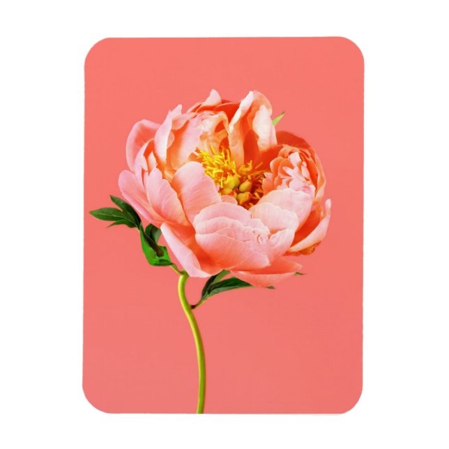 Imán Flores | Coral Peony Blossom (Vertical)