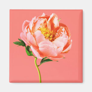 Imán Flores   Coral Peony Blossom