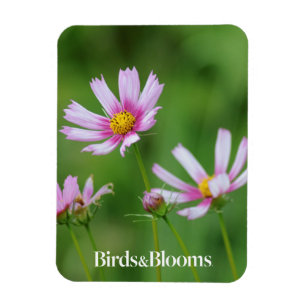 Imán Flores Cosmos