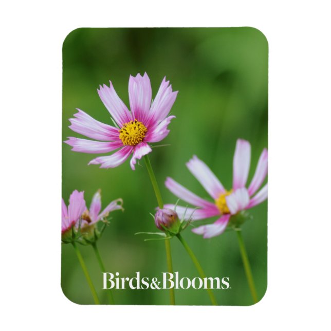 Imán Flores Cosmos (Vertical)