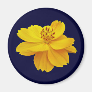 Imán Flores Cosmos (Cosmos sulfo)