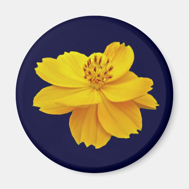 Imán Flores Cosmos (Cosmos sulfo) (Frente)