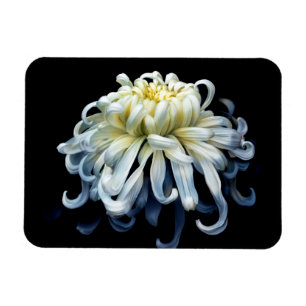 Imán Flores Crisantemo blanco