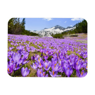 Imán Flores Crocus Pirin Mountain Park Bulgaria